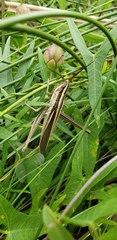 Mermiria intertexta