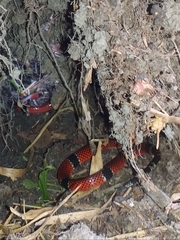 Micrurus dumerilii carinicauda