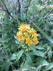 Solidago glomerata