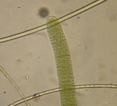 Oscillatoria