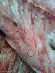 Cestoda
