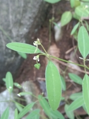 Euphorbia montereyana