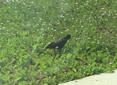 Sturnus vulgaris