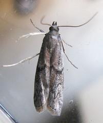 Vitula serratilineella
