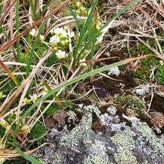 Mononeuria groenlandica