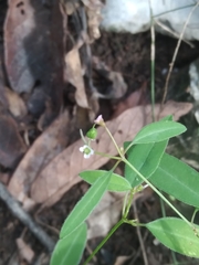 Euphorbia montereyana