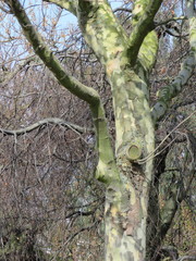 Platanus × hispanica