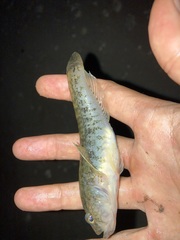 Gobius ophiocephalus