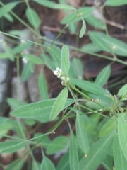 Euphorbia montereyana