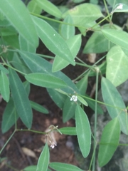 Euphorbia montereyana