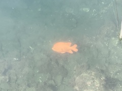 Hypsypops rubicundus