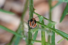 Lygaeus kalmii