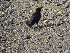 Corvus corone