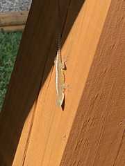 Anolis carolinensis