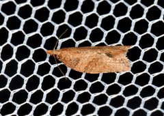 Constrictana constrictana