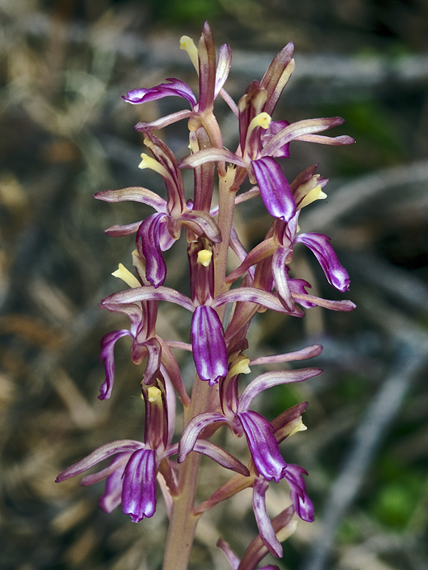 Pacific coralroot