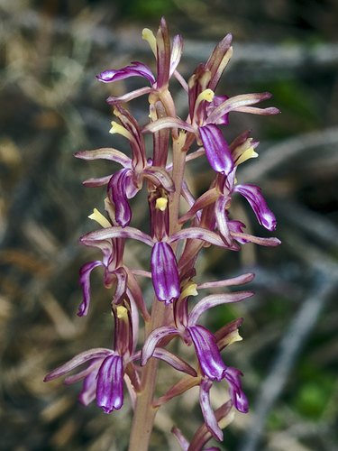Corallorhiza mertensiana