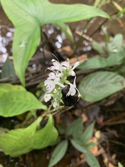 Pulchranthus adenostachyus
