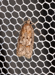 Acantholena siccella