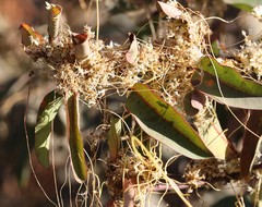 Cuscuta subinclusa