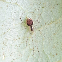 Theridion varians