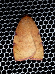 Detounda leptoplasta