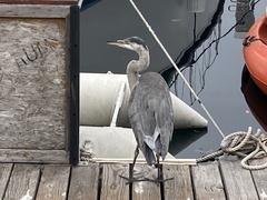 Ardea herodias