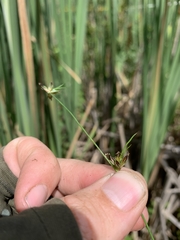 Juncus supiniformis