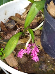 Rodriguezia lanceolata