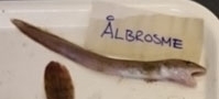 Vahl's Eelpout