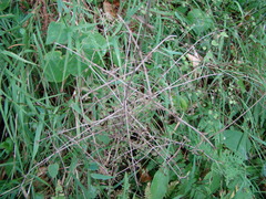 Coprosma microcarpa