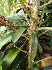 Comparettia falcata