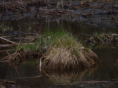 Carex stricta