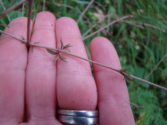 Coprosma microcarpa