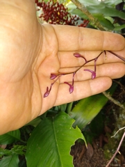 Comparettia falcata