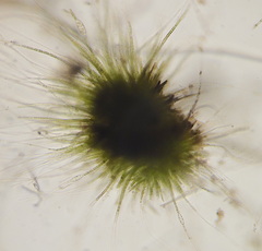 Chaetophoraceae