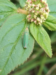 Draeculacephala soluta