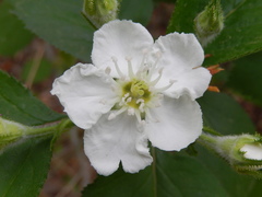 Crataegus triflora