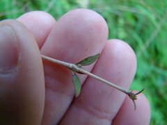 Coprosma microcarpa