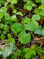 Potentilla sterilis