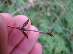 Coprosma microcarpa