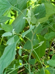 Chenopodium album