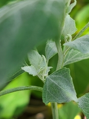 Chenopodium album
