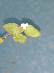 Callisia gracilis
