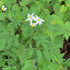 Solanum jamesii