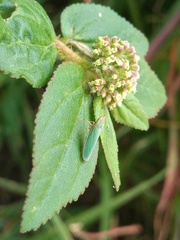 Draeculacephala soluta