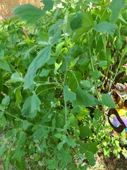 Chenopodium album