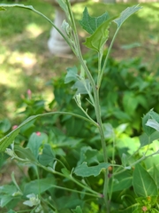 Chenopodium album