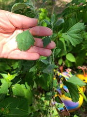 Chenopodium album