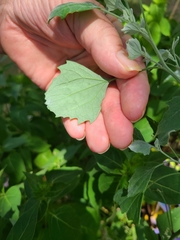 Chenopodium album